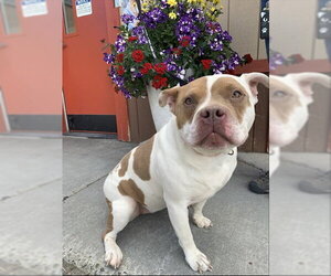 Bulldog-Unknown Mix Dogs for adoption in Fairbanks, AK, USA