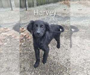 Border Collie-Unknown Mix Dogs for adoption in Aurora, IN, USA