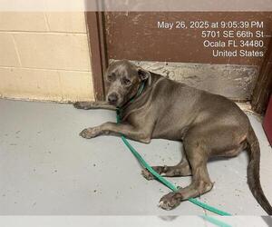 Labrador Retriever-Unknown Mix Dogs for adoption in Ocala, FL, USA