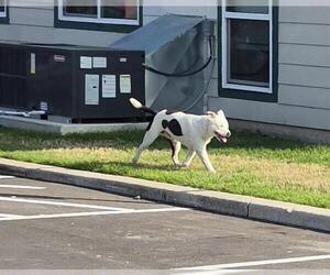 American Staffordshire Terrier-Unknown Mix Dogs for adoption in San Antonio, TX, USA