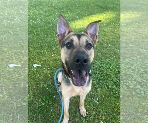 American Pit Bull Terrier-German Shepherd Dog Mix Dogs for adoption in Tacoma, WA, USA