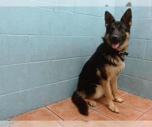 German Shepherd Dog Dogs for adoption in Downey, CA, USA