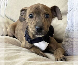 Italian Greyhound-Unknown Mix Dogs for adoption in Phoenix, AZ, USA