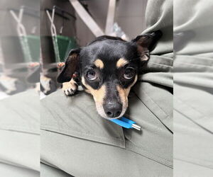 Chihuahua Dogs for adoption in Ojai, CA, USA