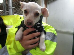 Medium Photo #6 Chihuahua Puppy For Sale in Ojai, CA, USA