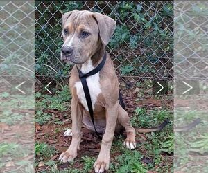 Mutt Dogs for adoption in Staley, NC, USA