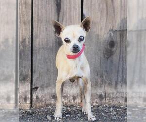 Chihuahua-Unknown Mix Dogs for adoption in Palo Alto, CA, USA