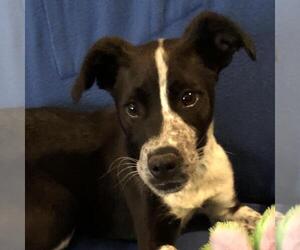 Labrador Retriever-Unknown Mix Dogs for adoption in Yardley, PA, USA
