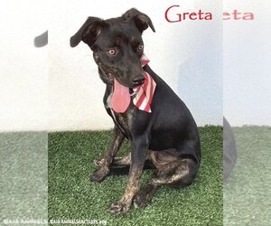 Mutt Dogs for adoption in San Diego, CA, USA