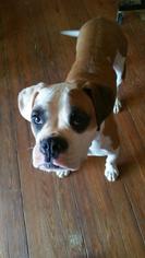 Boxer Dogs for adoption in Demorest, GA, USA