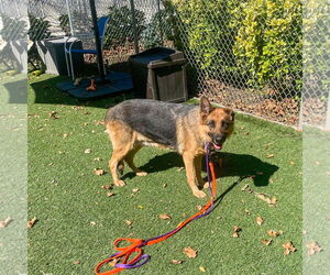 German Shepherd Dog Dogs for adoption in Millburn, NJ, USA
