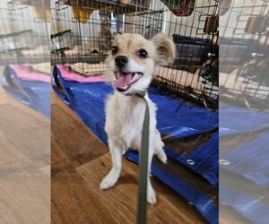 Papillon-Spaniel Mix Dogs for adoption in Pacifica, CA, USA