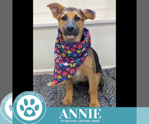 Shepradors Dogs for adoption in Kimberton, PA, USA