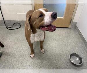 American Pit Bull Terrier Dogs for adoption in Fort Collins, CO, USA