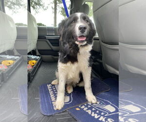 Mutt Dogs for adoption in Woodland, CA, USA