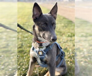 Mutt Dogs for adoption in Fremont, CA, USA