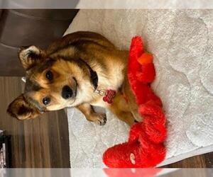 Pembroke Welsh Corgi Dogs for adoption in Cushing, OK, USA