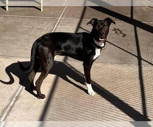 Labrador Retriever Dogs for adoption in Denver, CO, USA
