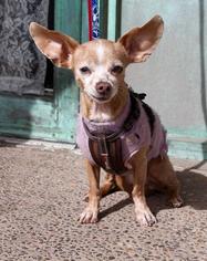 Chiweenie Dogs for adoption in Albuquerque, NM, USA