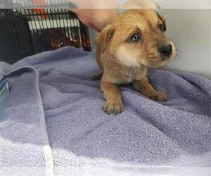 Labrador Retriever-Unknown Mix Dogs for adoption in Houston, TX, USA