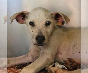 Mutt Dogs for adoption in San Antonio, TX, USA