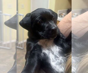 Labrador Retriever-Unknown Mix Dogs for adoption in San Diego, CA, USA