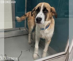 Anatolian Shepherd-Unknown Mix Dogs for adoption in Oklahoma City, OK, USA