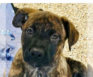 German Shepherd Dog-Unknown Mix Dogs for adoption in Canton, CT, USA