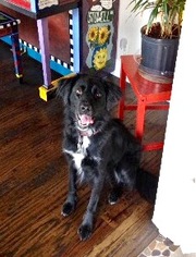 Sheprador Dogs for adoption in Dallas, TX, USA
