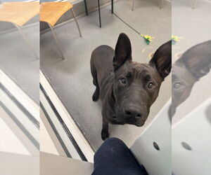 American Pit Bull Terrier-Labrador Retriever Mix Dogs for adoption in Glen Allen, VA, USA