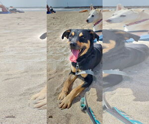 Labrador Retriever-Unknown Mix Dogs for adoption in San Diego, CA, USA