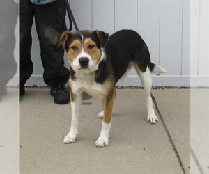 American Pit Bull Terrier-Border Collie Mix Dogs for adoption in Louisville, KY, USA