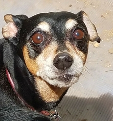 Miniature Pinscher Dogs for adoption in Olalla, WA, USA