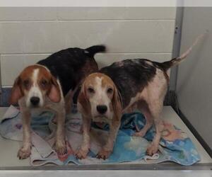 Beagle Dogs for adoption in Glen Allen, VA, USA