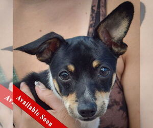 Jack-A-Bee Dogs for adoption in Huntley, IL, USA