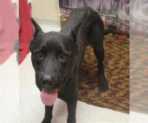 Mutt Dogs for adoption in Modesto, CA, USA