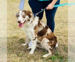 Australian Shepherd-Brittany Mix Dogs for adoption in Pleasanton, TX, USA