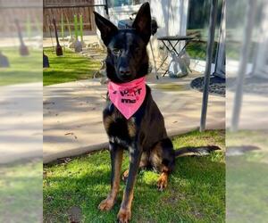 Mutt Dogs for adoption in Bakersfield, CA, USA