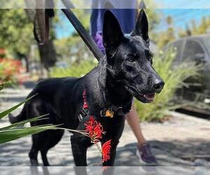 German Shepherd Dog Dogs for adoption in Berkeley , CA, USA