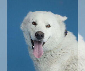 Siberian Husky Dogs for adoption in Pasadena, CA, USA