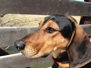 Coonhound Dogs for adoption in South Amana, IA, USA