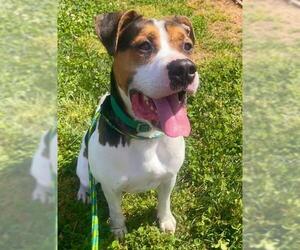 American Pit Bull Terrier Dogs for adoption in Sacramento, CA, USA