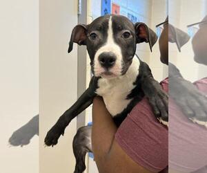 American Pit Bull Terrier Dogs for adoption in Saginaw, MI, USA