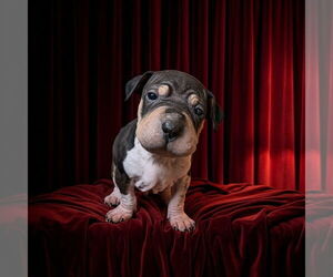 Mutt Dogs for adoption in Vail, AZ, USA