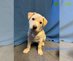 Labrador Retriever-Retriever Mix Dogs for adoption in Duluth, MN, USA