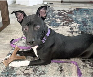 Labrador Retriever-Rat Terrier Mix Dogs for adoption in Grovertown, IN, USA