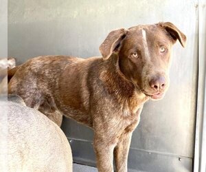 Mutt Dogs for adoption in San Bernardino, CA, USA