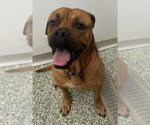 English Mastweiler Dogs for adoption in Salisbury, NC, USA