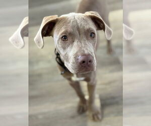 Labrador Retriever-Unknown Mix Dogs for adoption in New London, WI, USA