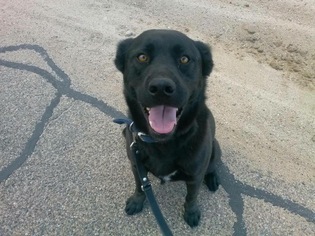 Labrador Retriever Dogs for adoption in Rancho Santa Margarita, CA, USA